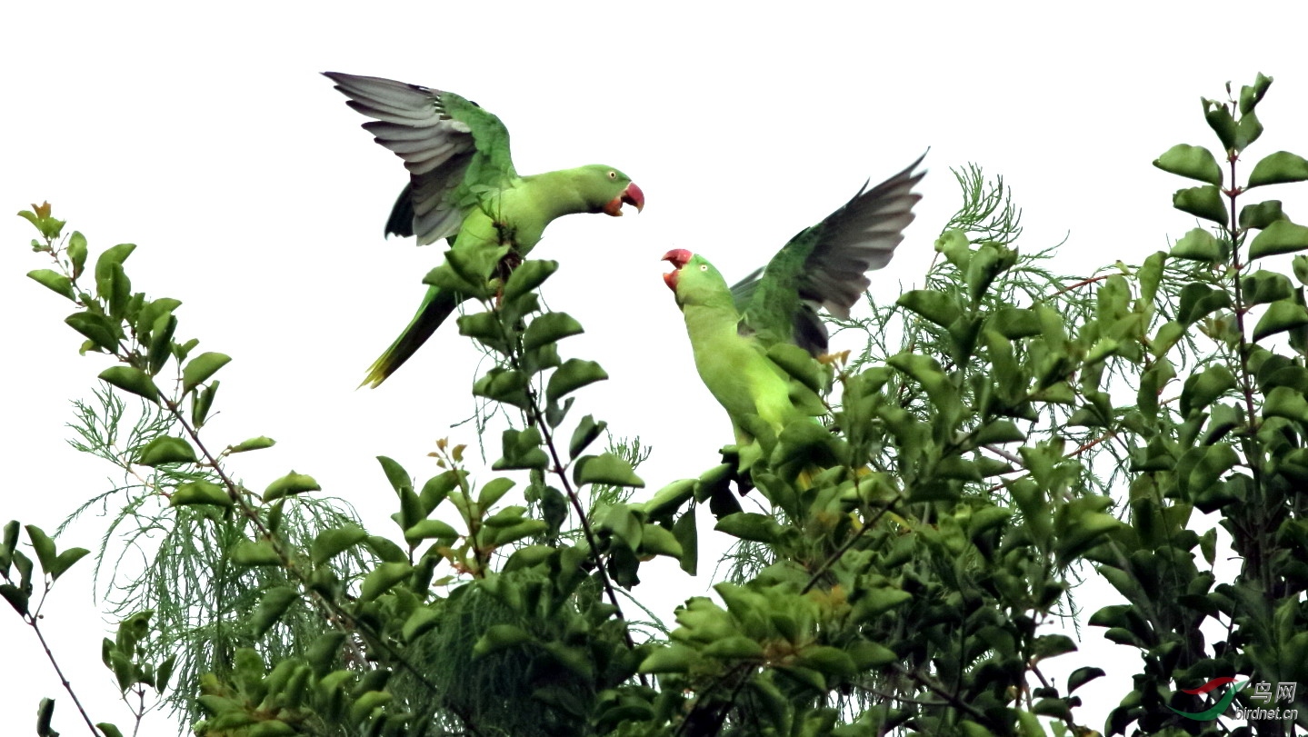 远拍一对鹦鹉打架