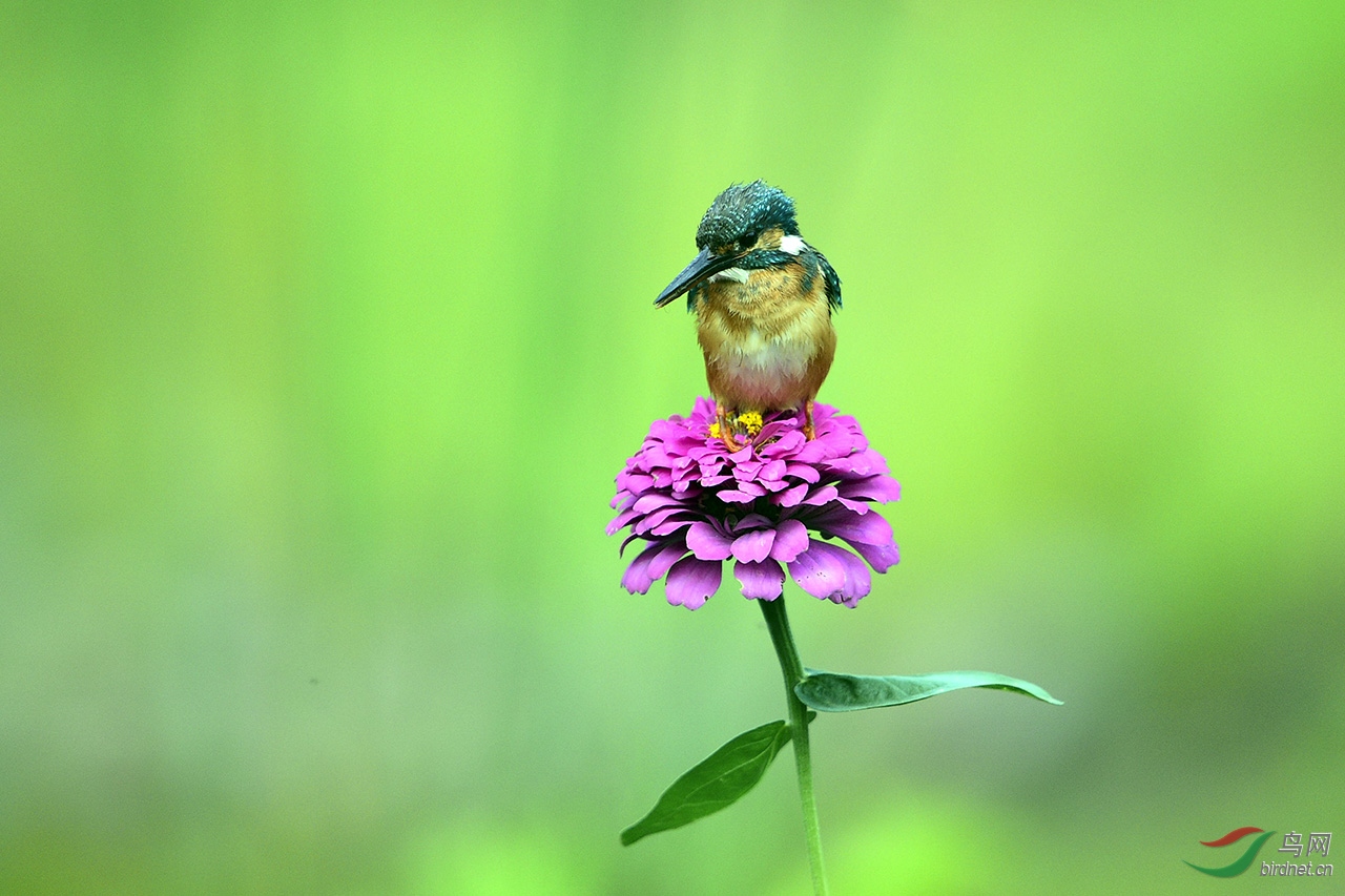 花上翠鸟
