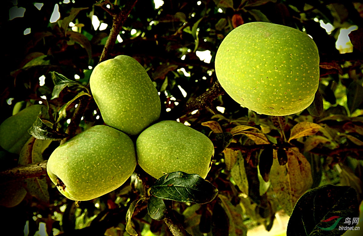 木瓜海棠果实累累
