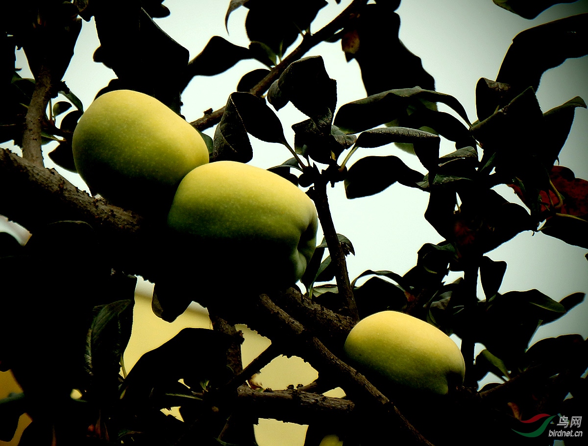 木瓜海棠果实累累