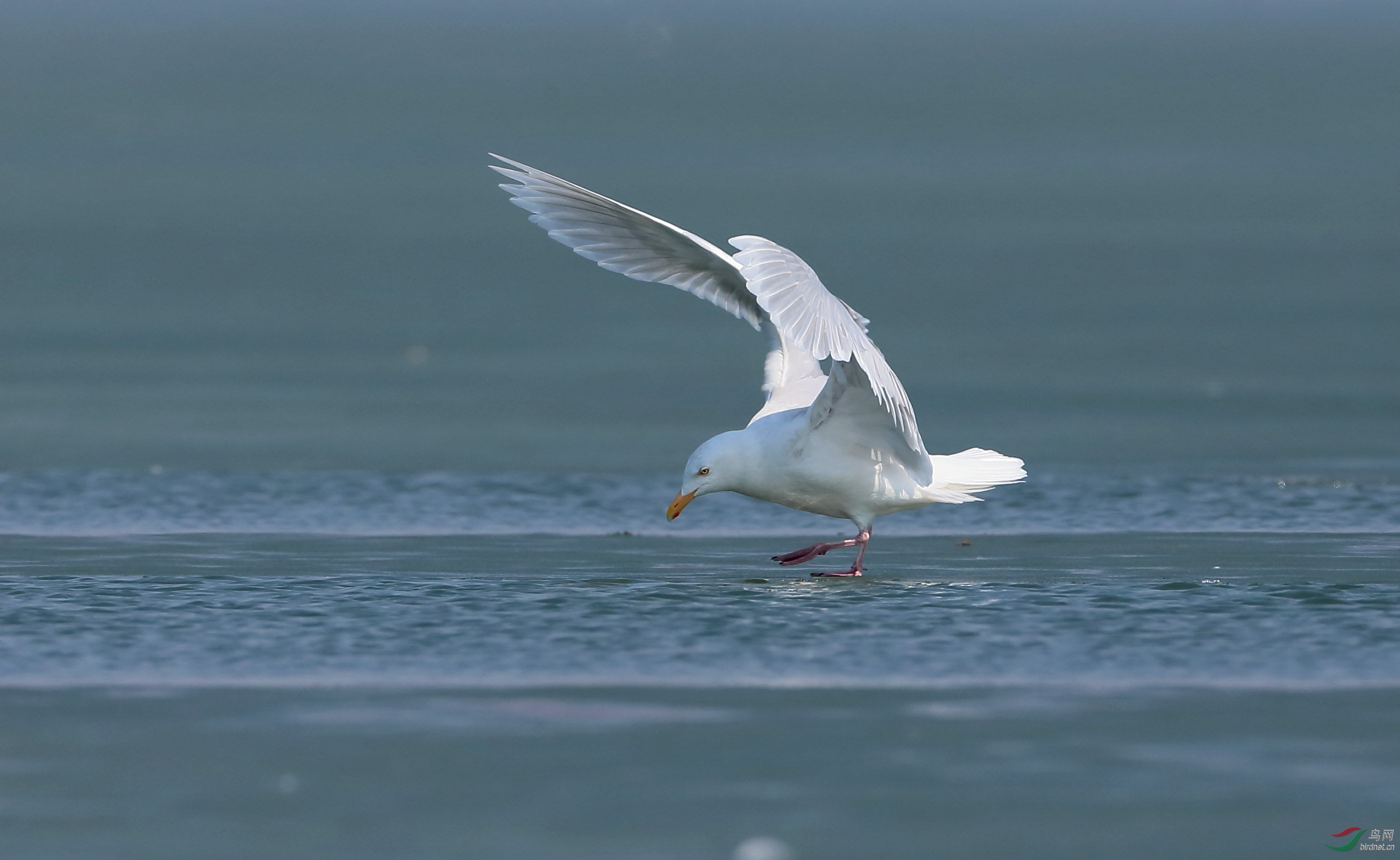 纪实贺尔星燕宝老牛牛老师荣任文化版版主北极鸥