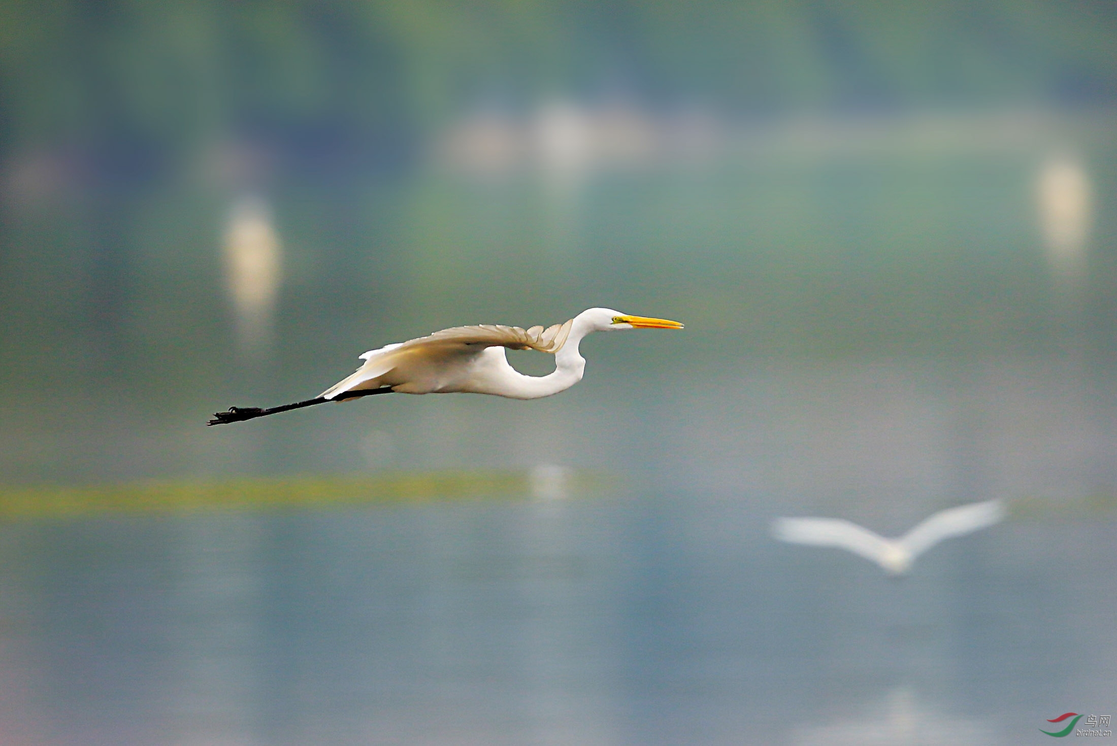 飞翔的白鹭