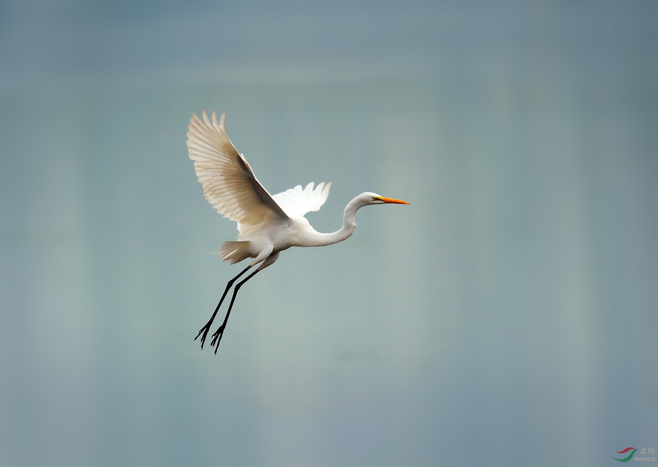 飞翔的白鹭