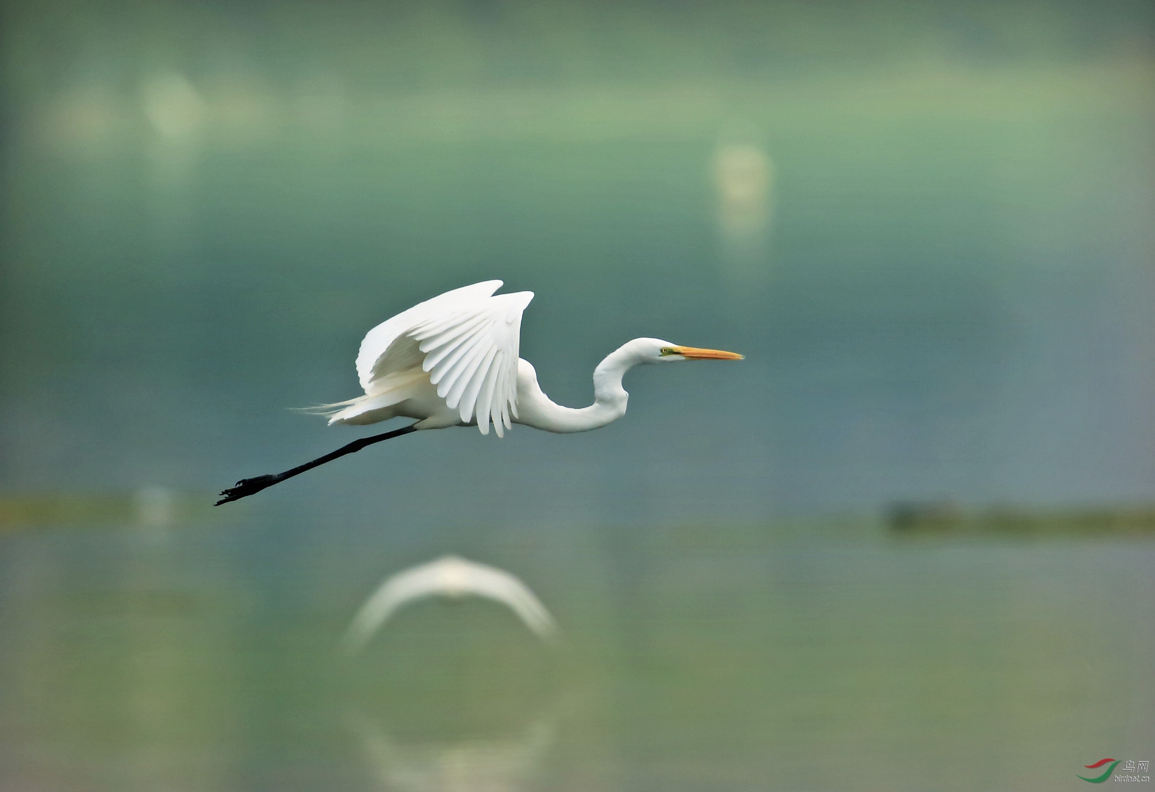 飞翔的白鹭