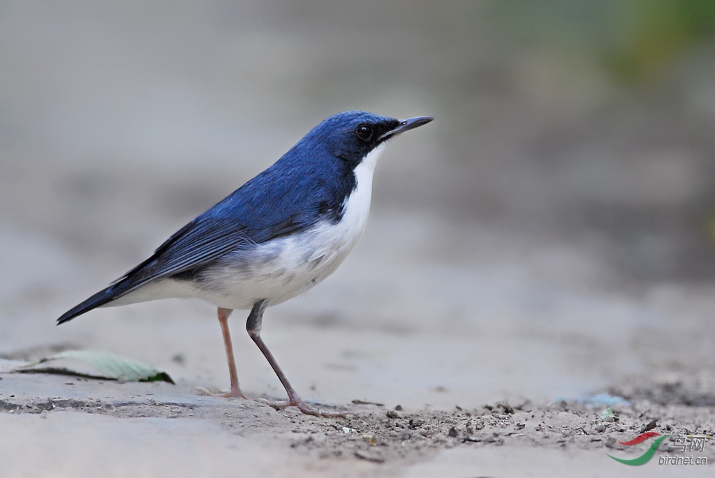 它的名字叫蓝大胆