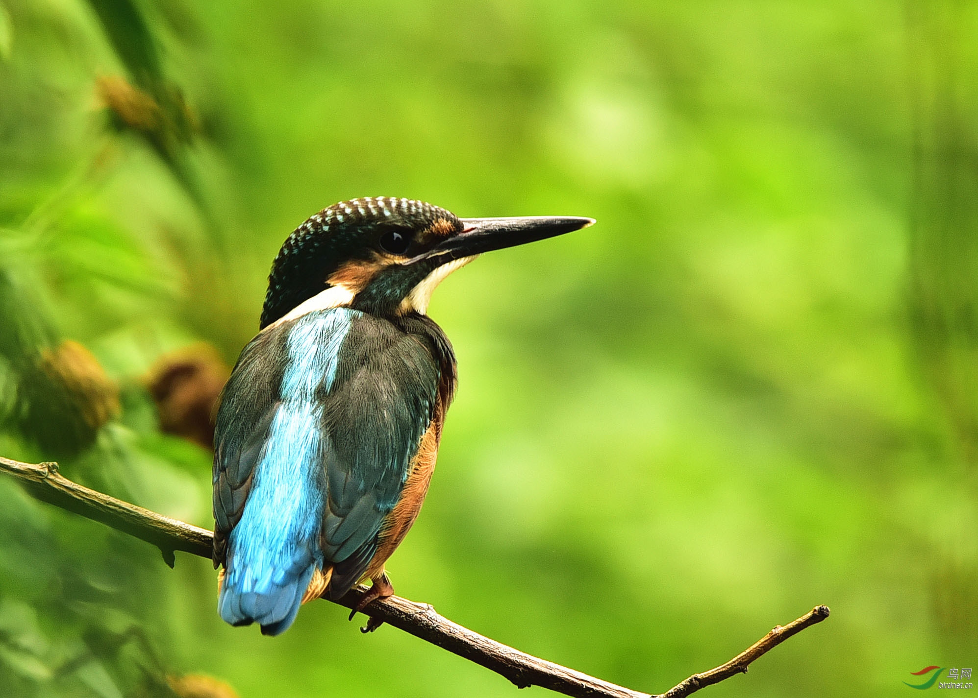 鸟类的羽毛与色彩
