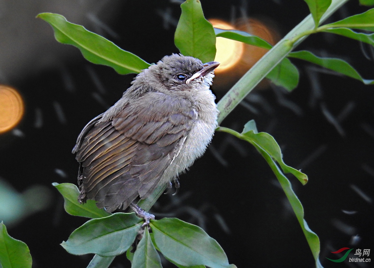 DSCN5205 ����.jpg