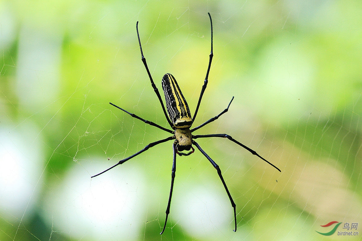 斑落新妇蜘蛛胆小勿入