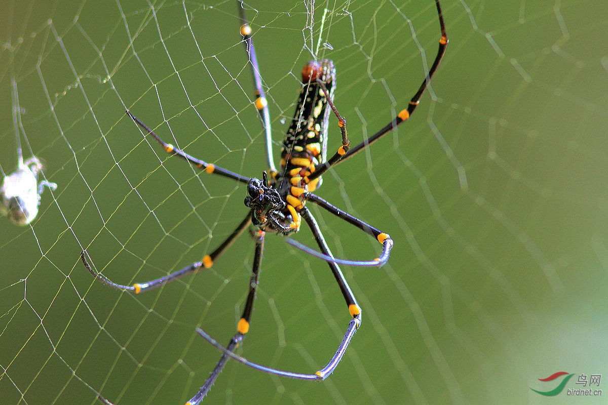 斑落新妇蜘蛛胆小勿入