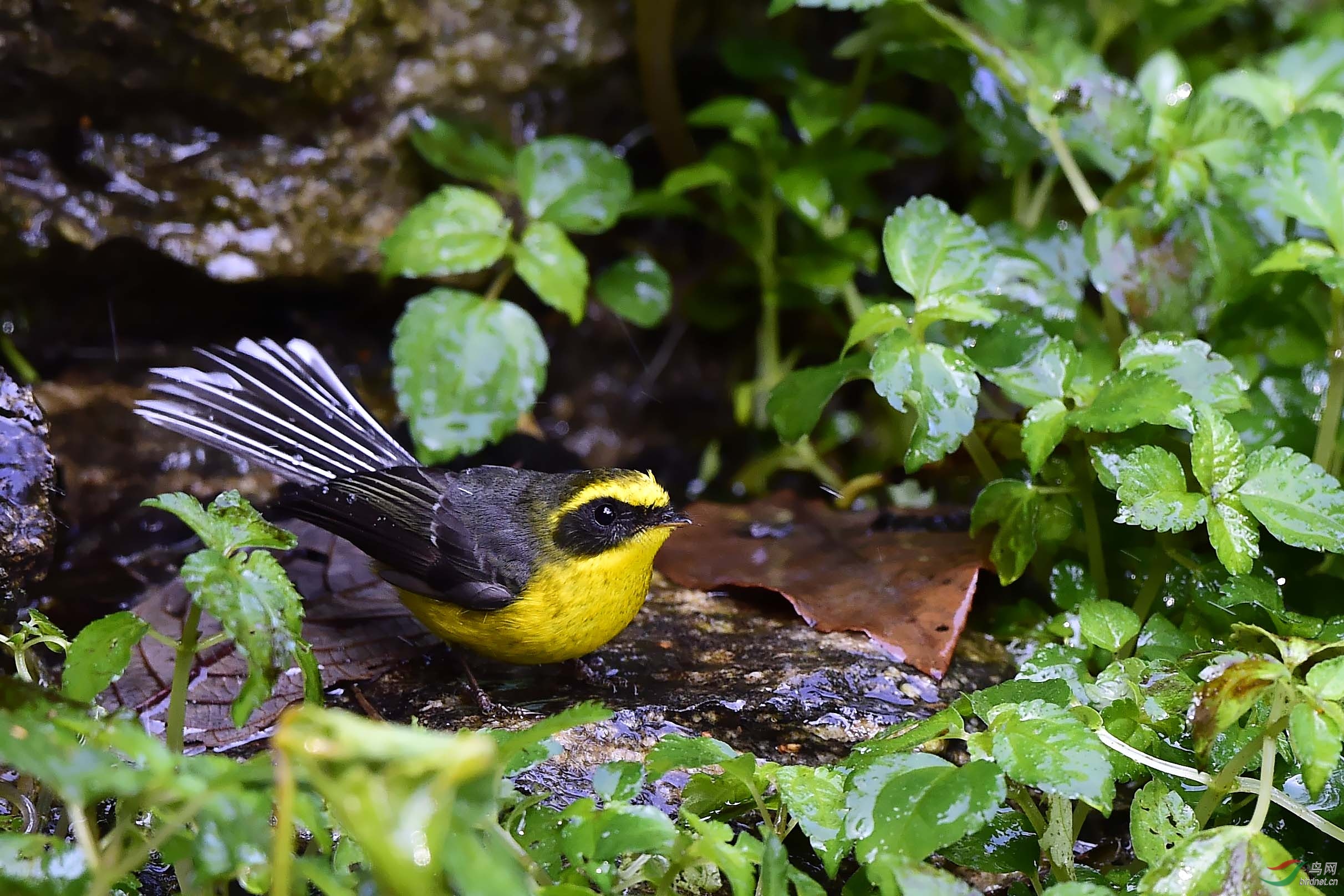 黄腹扇尾鹟