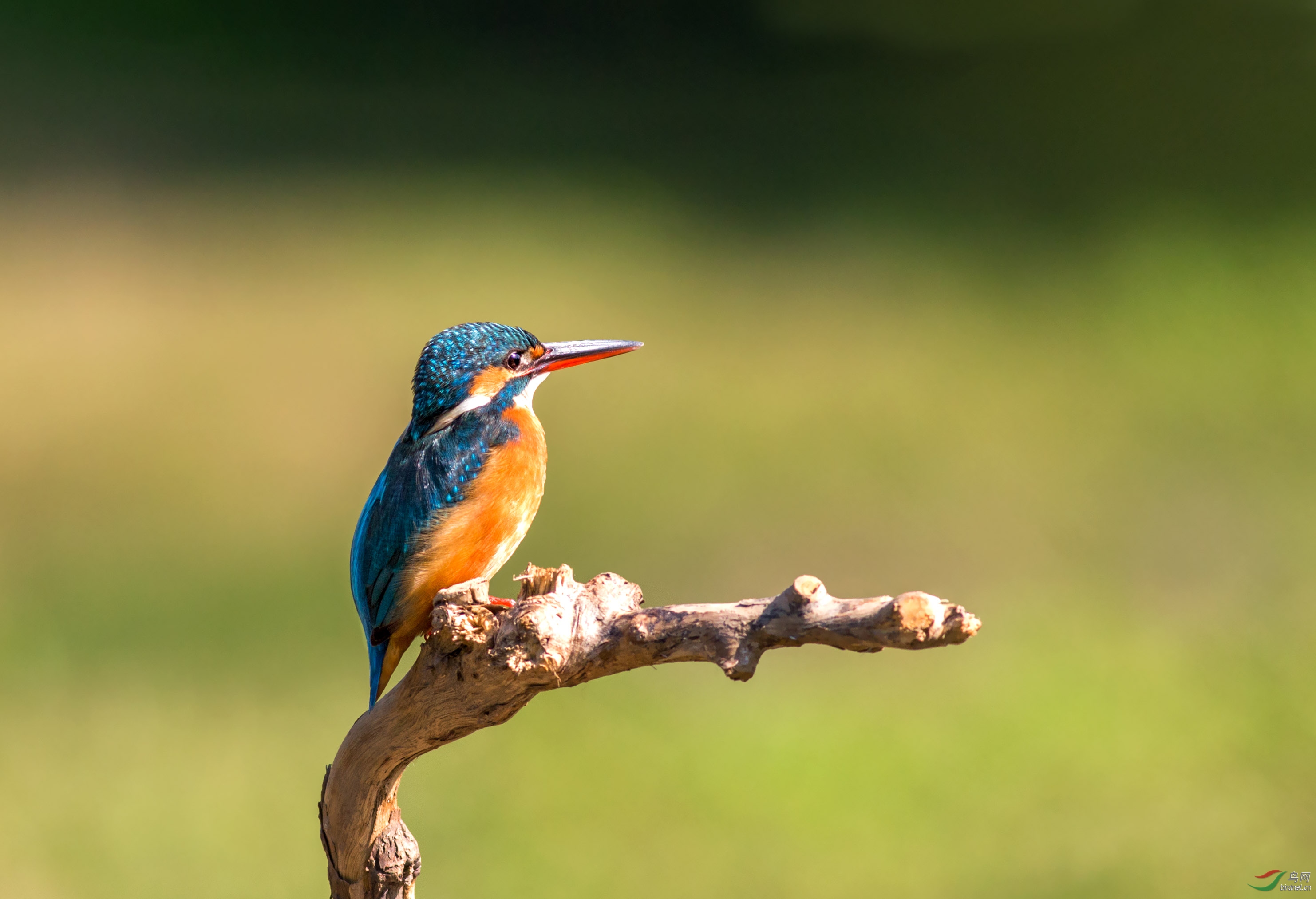 深秋翠儿色更美