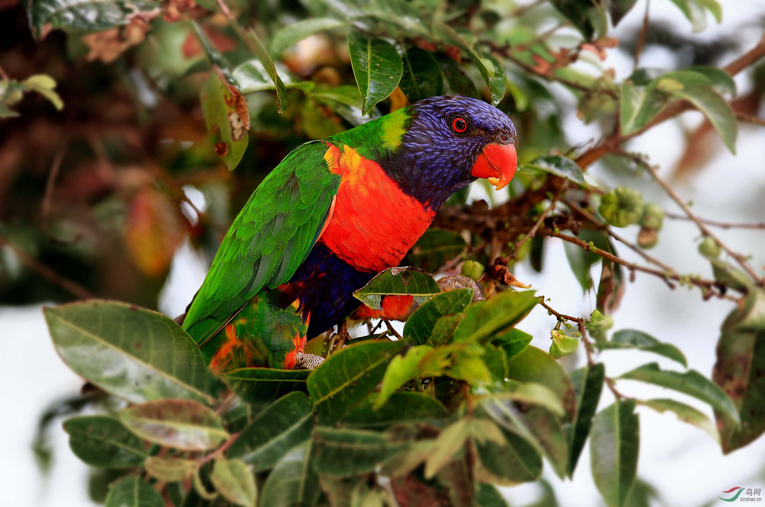 澳大利亚的彩虹鹦鹉