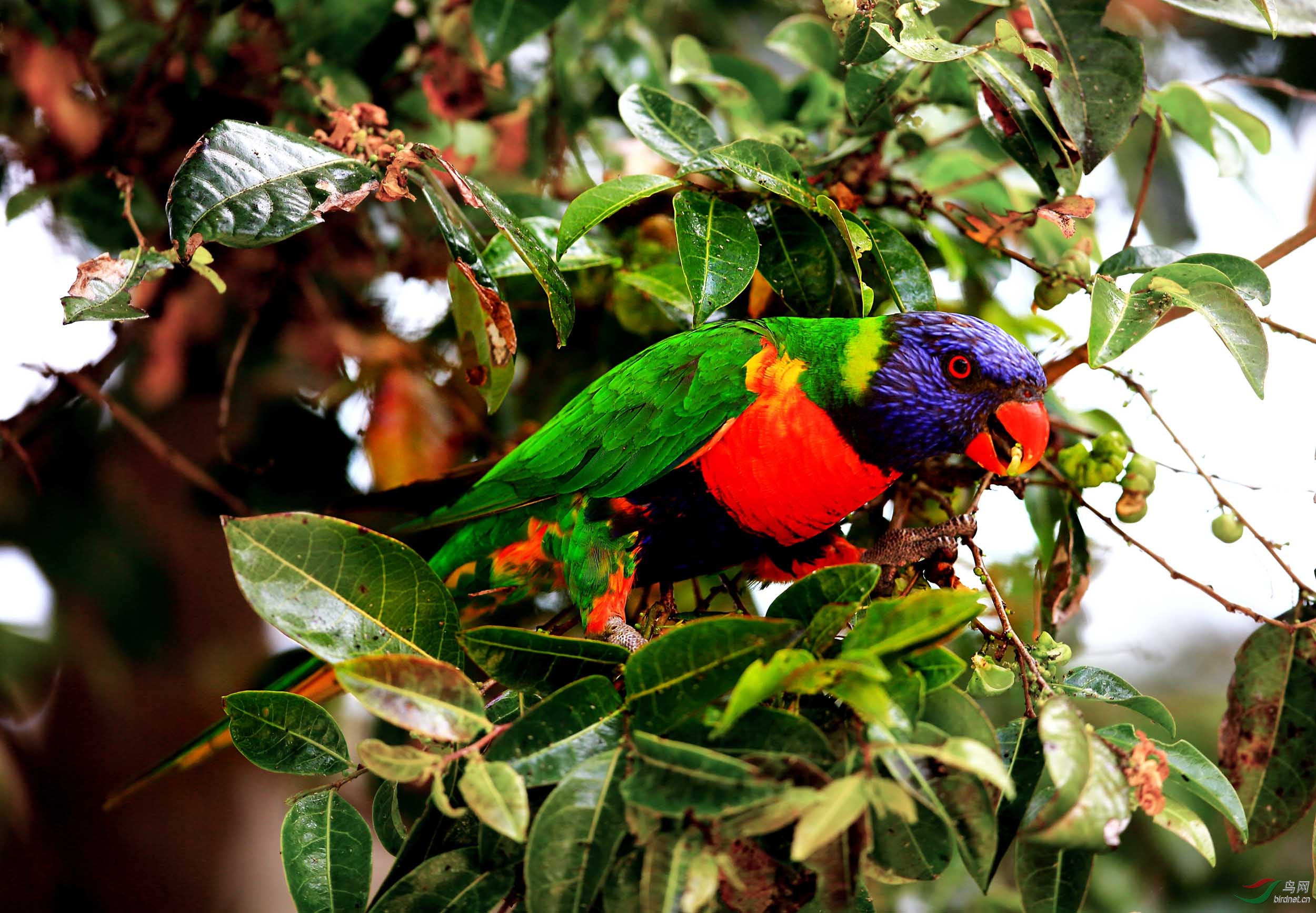 澳大利亚的彩虹鹦鹉