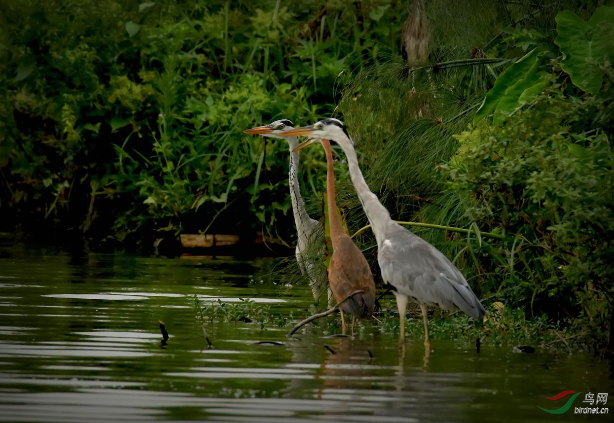 试比高草鹭与苍鹭