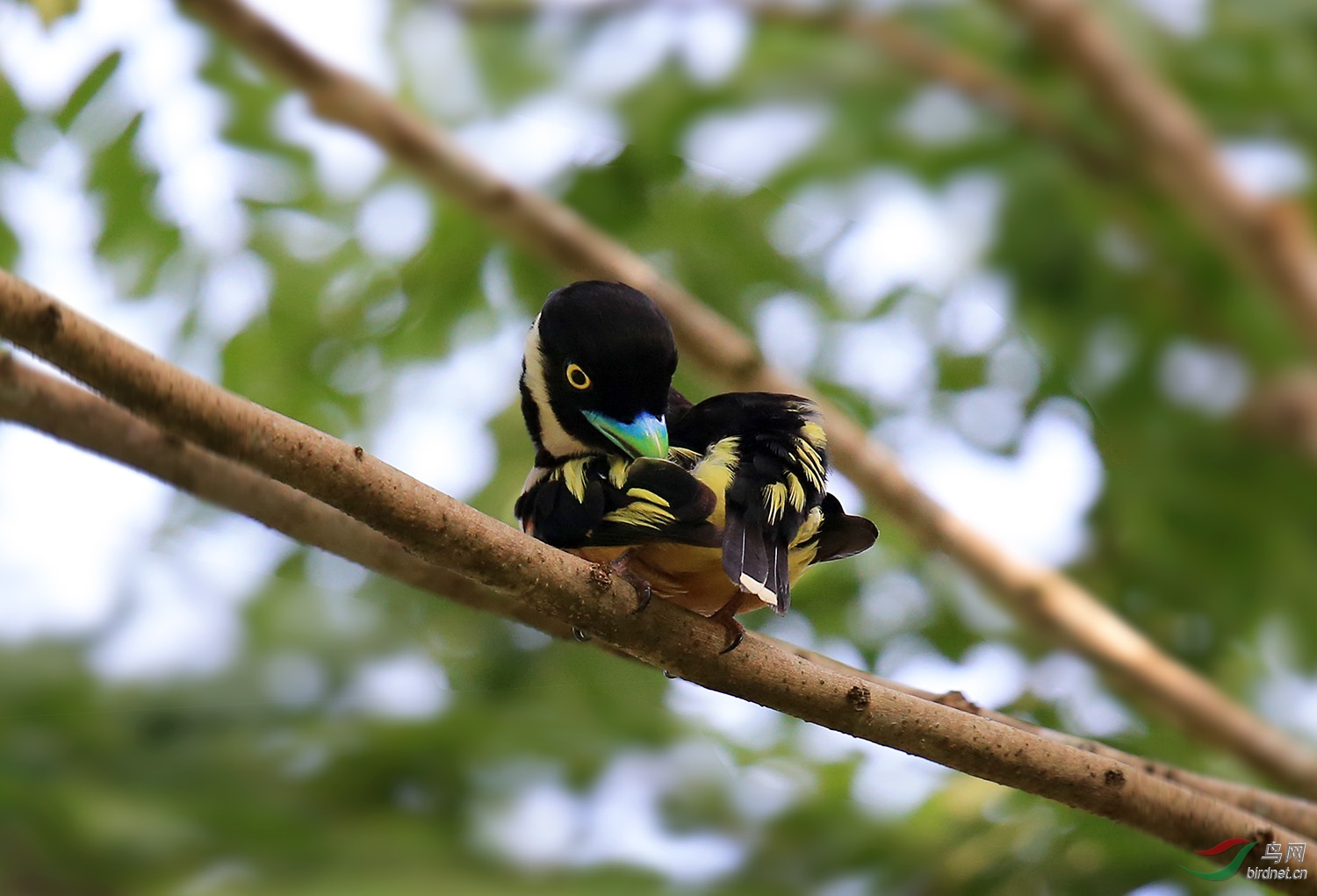 一组黄黑阔嘴鸟