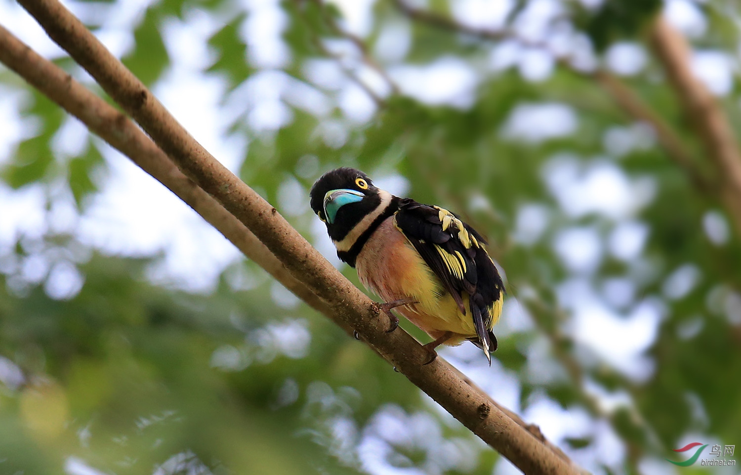 一组黄黑阔嘴鸟