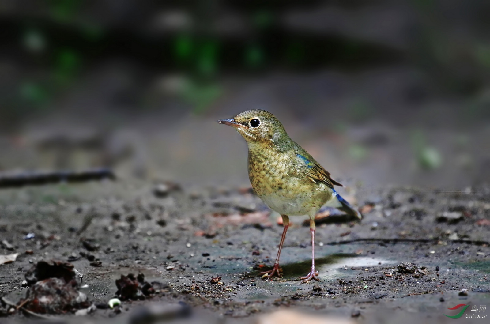 今天川大还拍蓝歌鸲