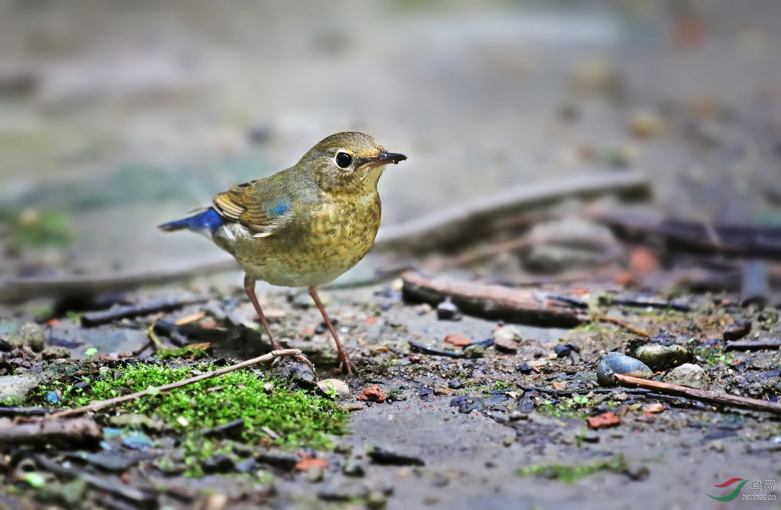 今天川大还拍蓝歌鸲