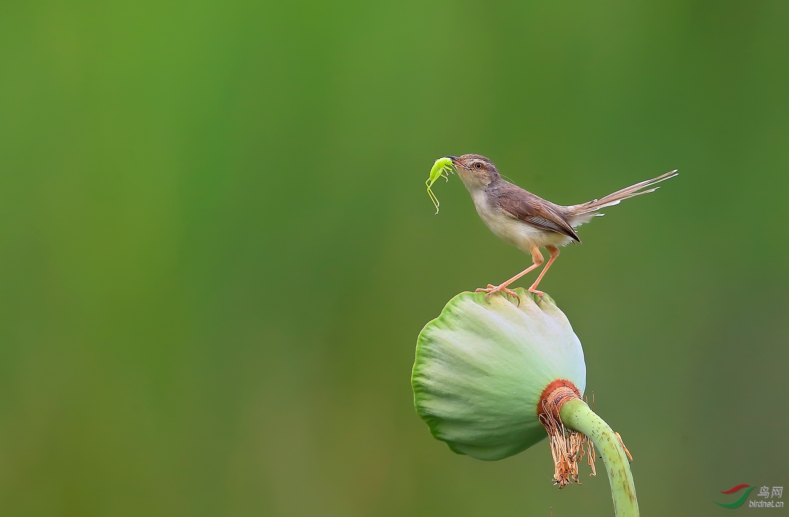 绿色美餐(纯色鹪莺)