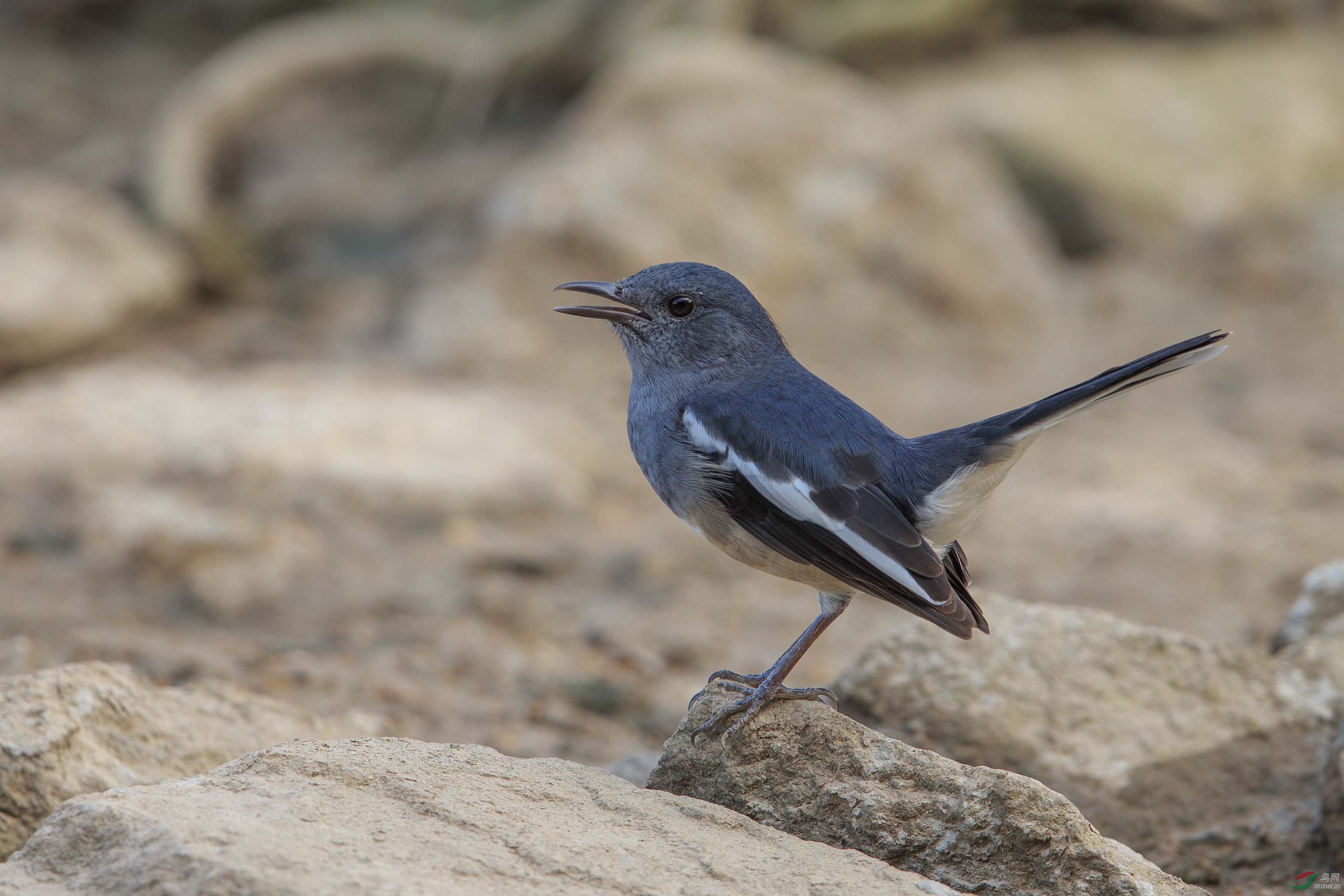 鵲鴝 oriental magpie-robin