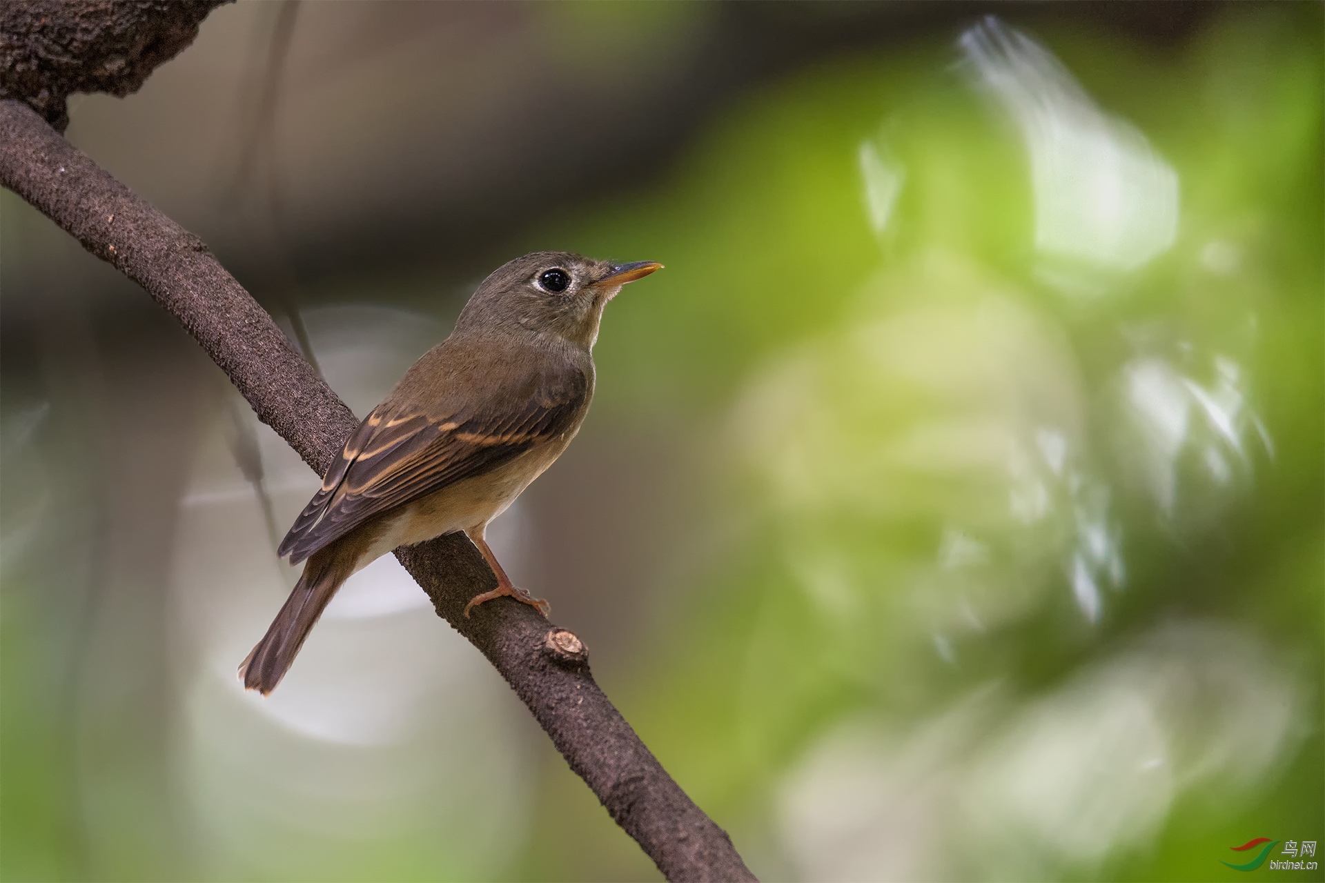 [林鸟] 个人新种---------褐胸鹟
