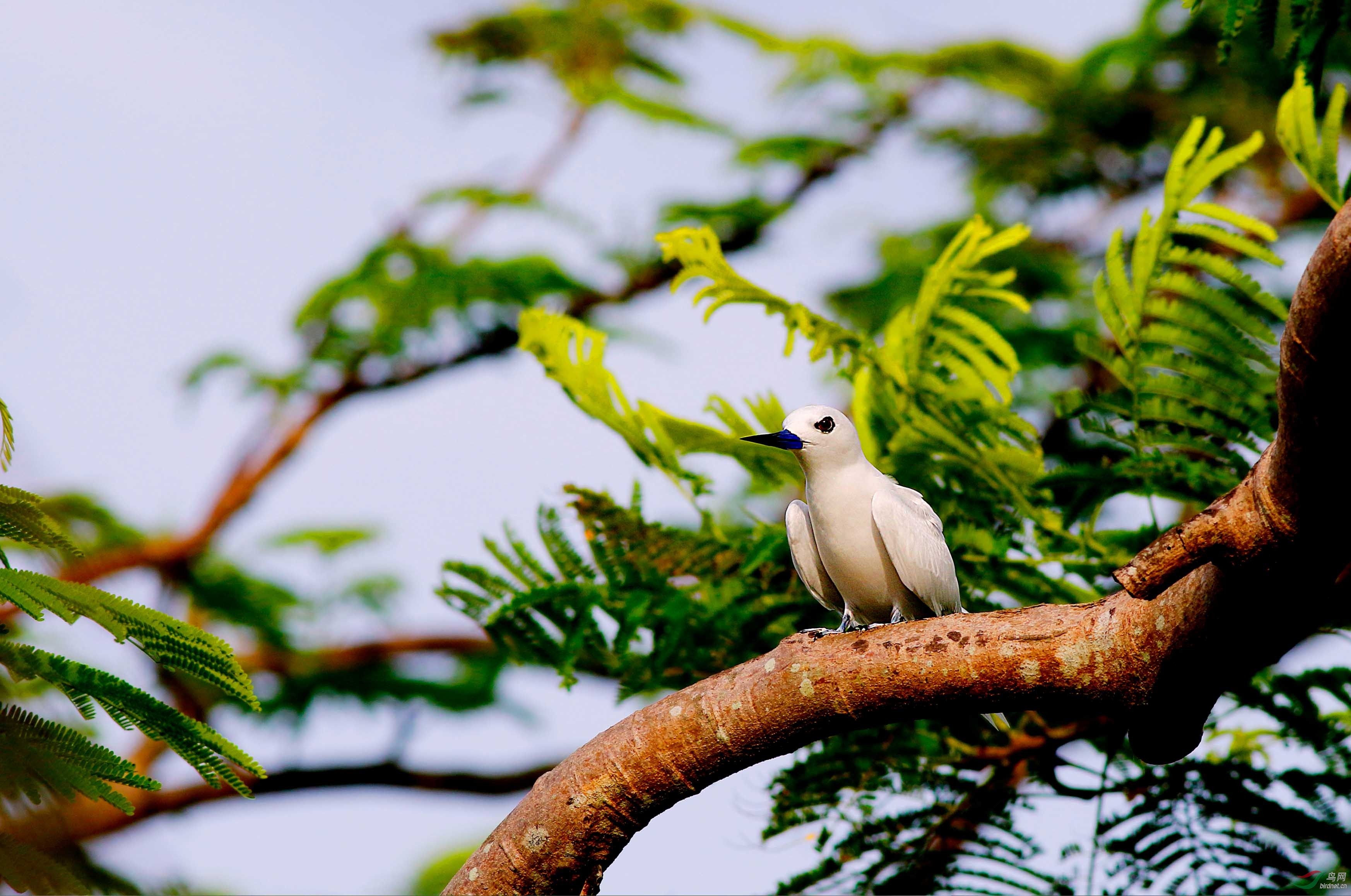 热带海洋鸟:白燕鸥
