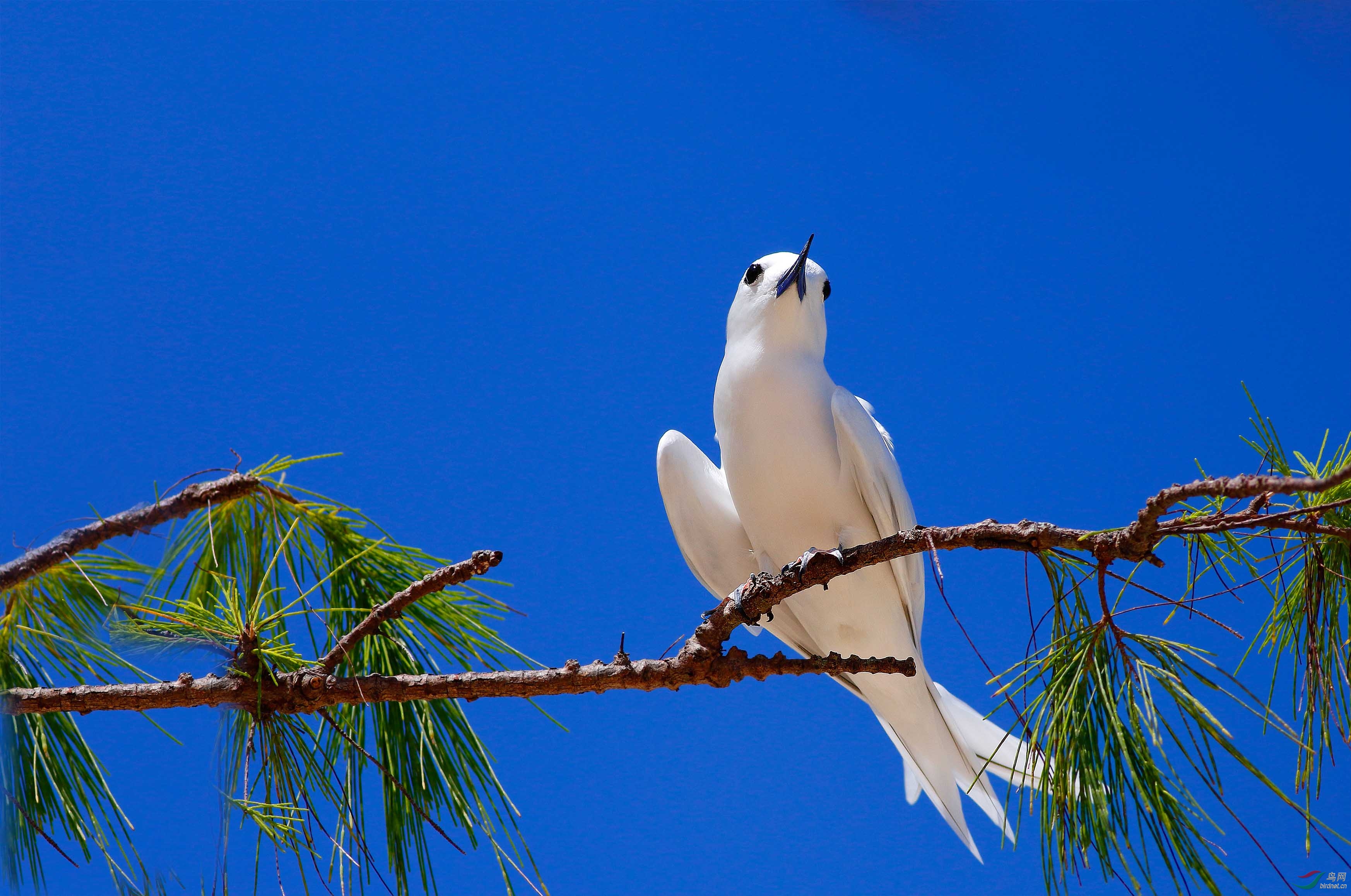热带海洋鸟:白燕鸥