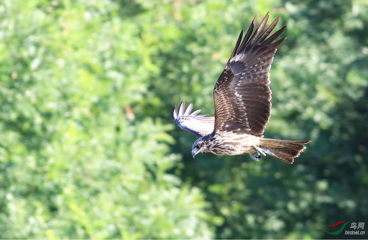 清河黑耳鸢抓鱼