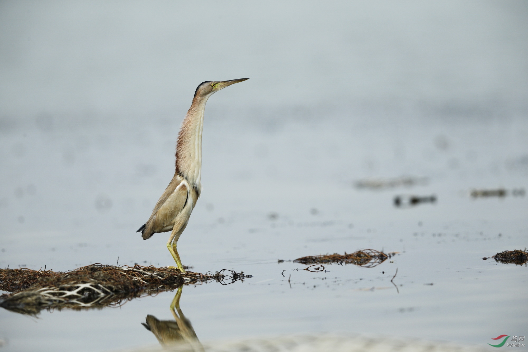 翘首期盼黄苇鹣