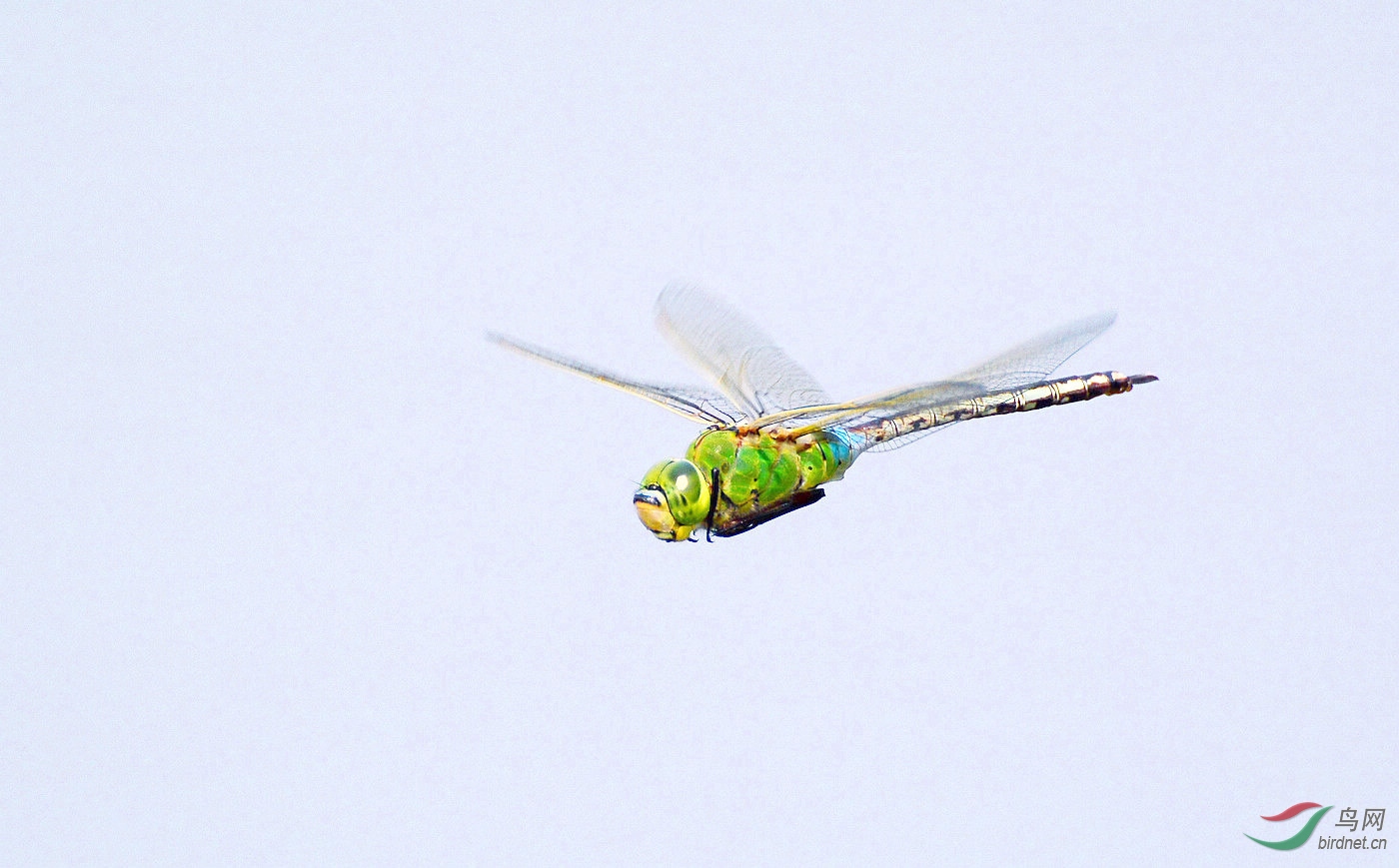 抓拍到飞行的蜻蜓
