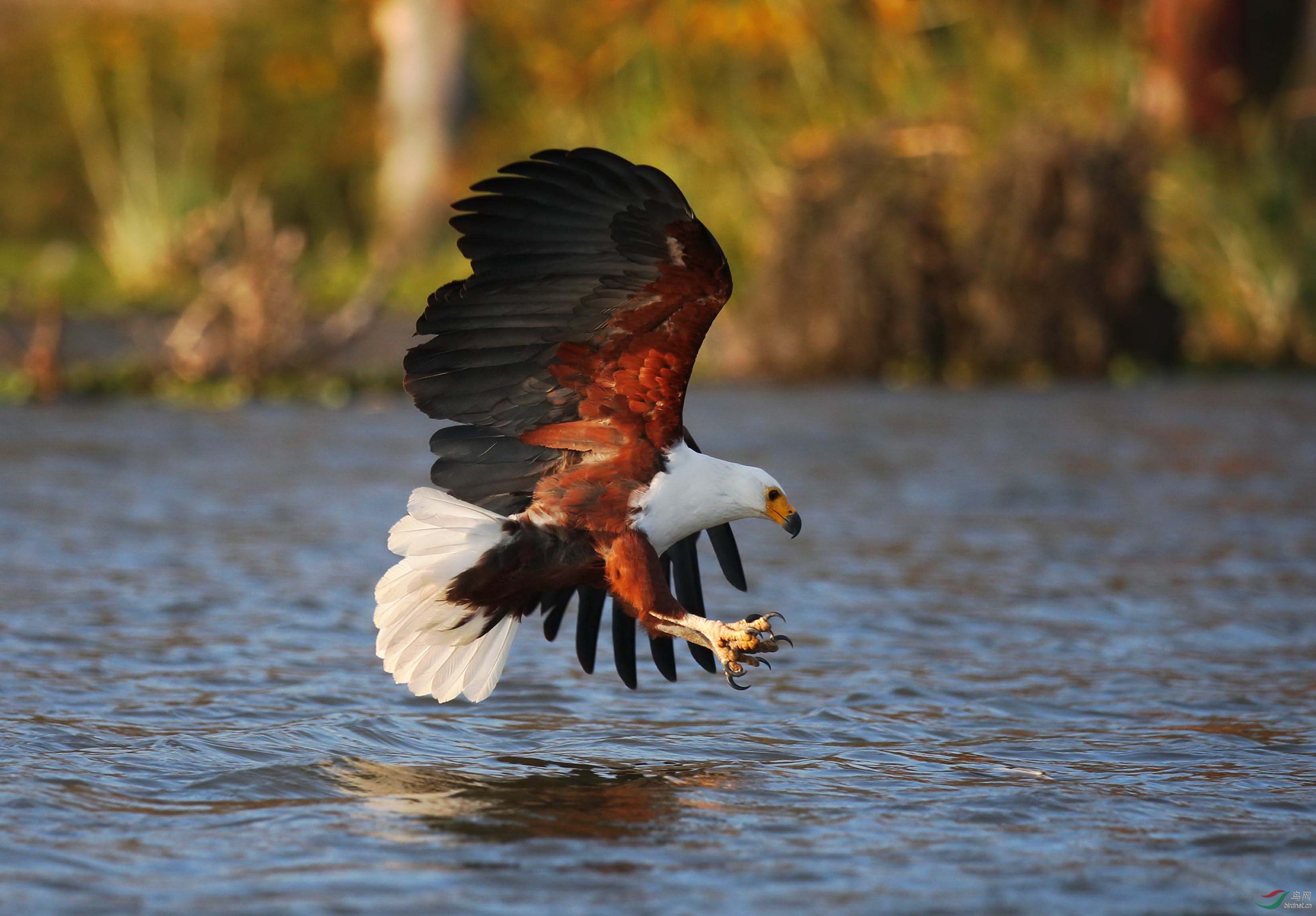 纳瓦沙湖的非洲海雕