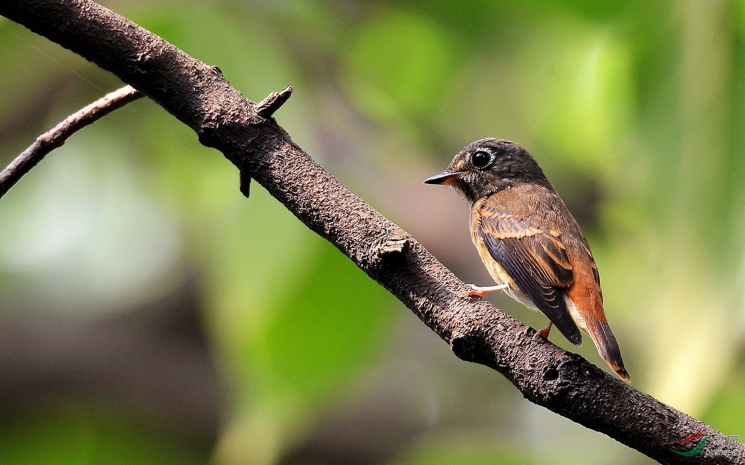 川大拍的褐胸鹟