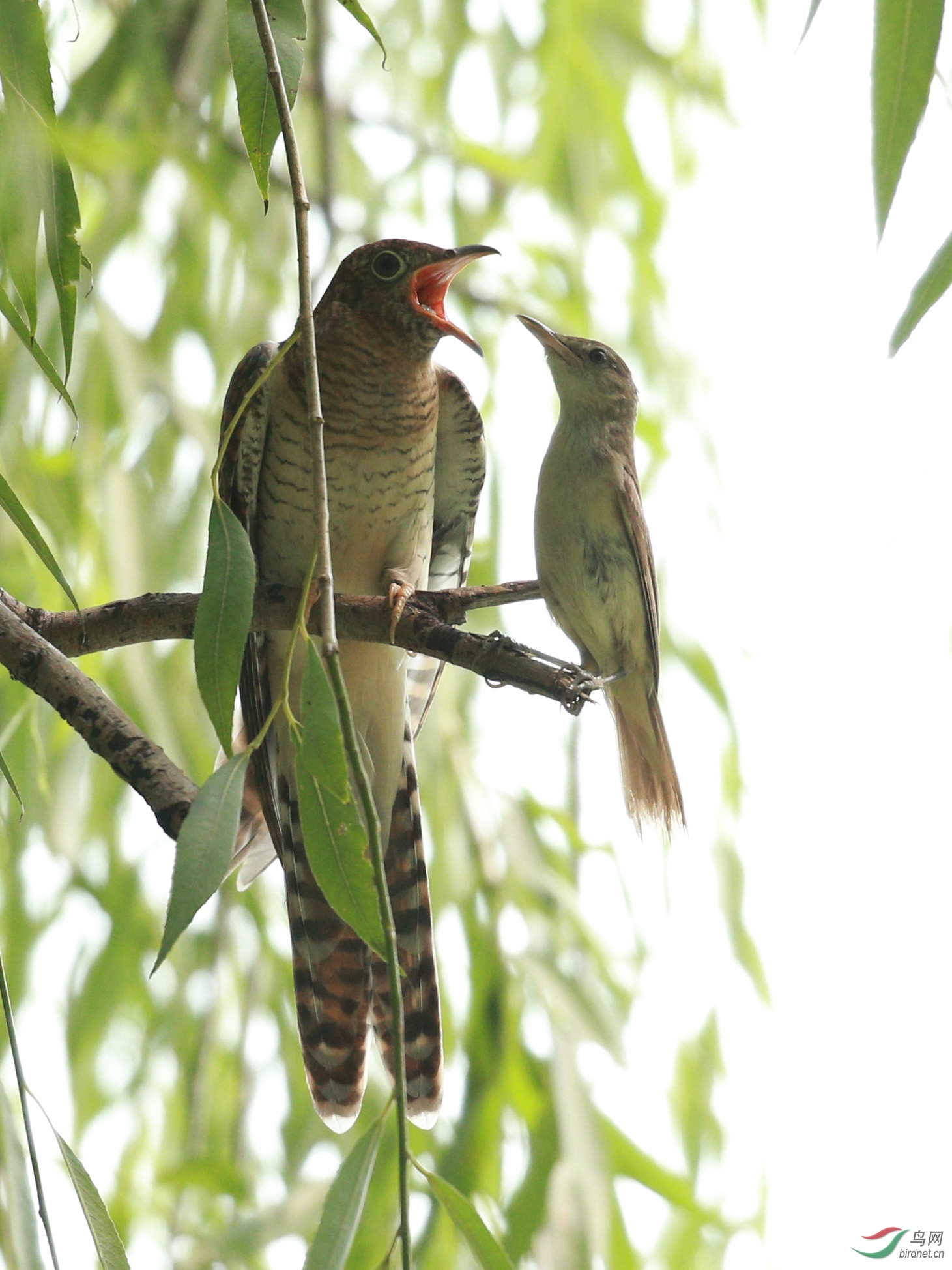苇莺喂四声杜鹃5北京的农展馆