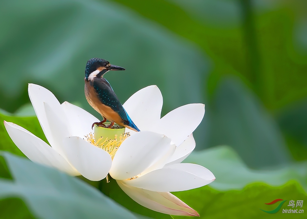荷花翠鸟图