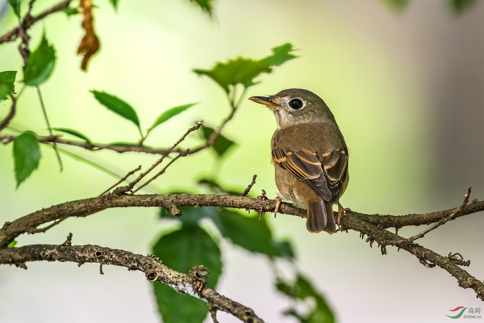 逆光下的褐胸鹟