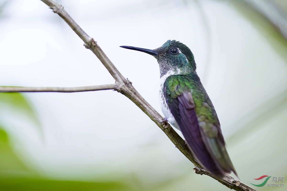 哥斯达黎加深度环游拍鸟之一百二十七白腹宝石蜂鸟