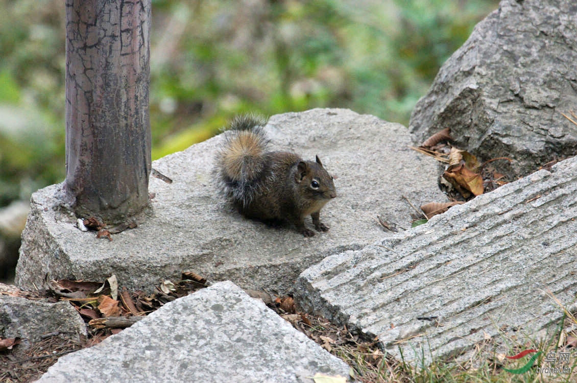 小松鼠