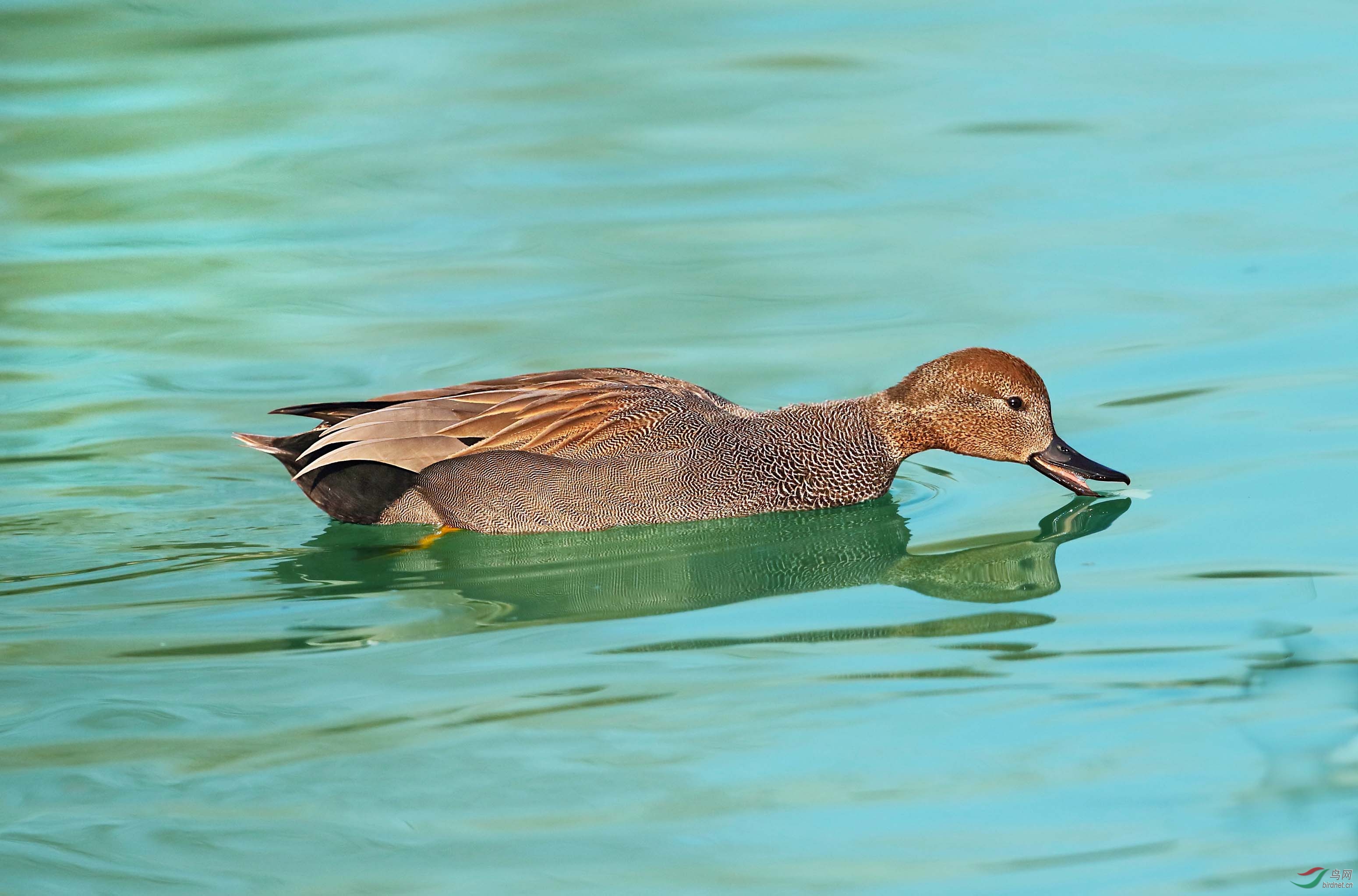 难得一见赤膀鸭