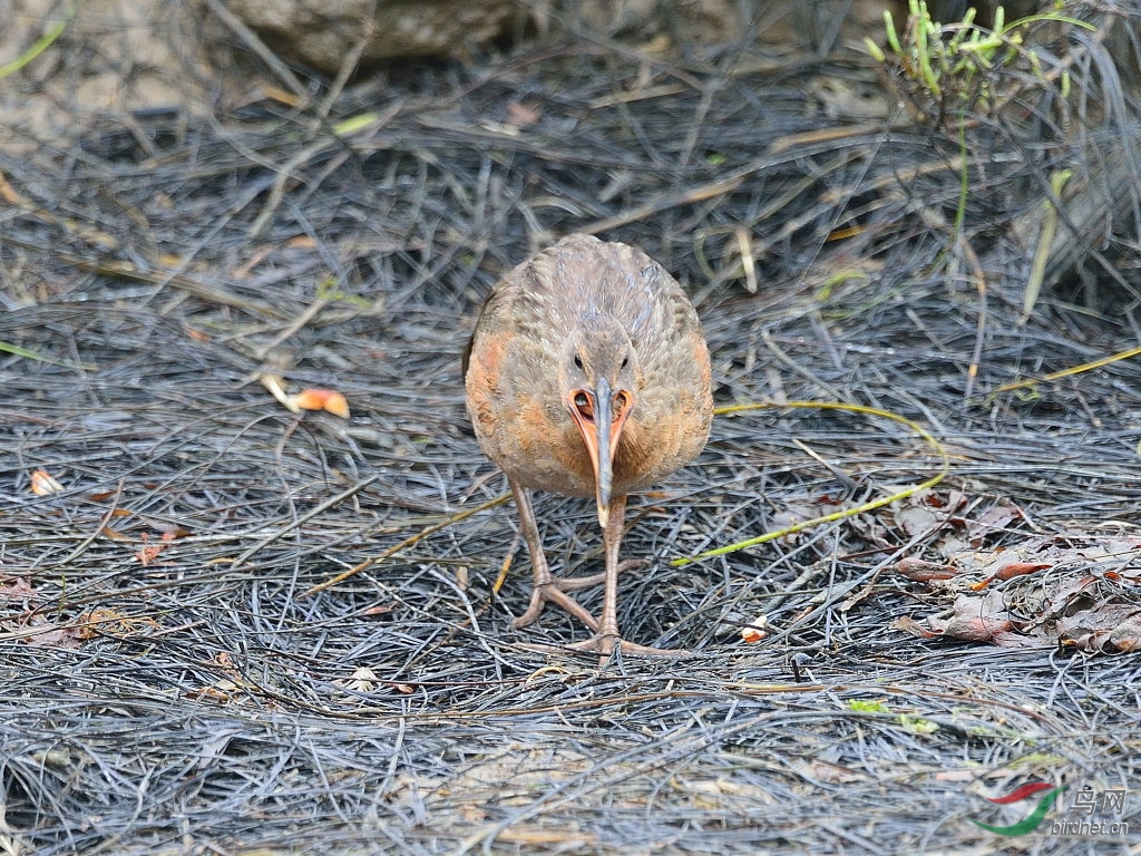 长嘴秧鸡吃螃蟹