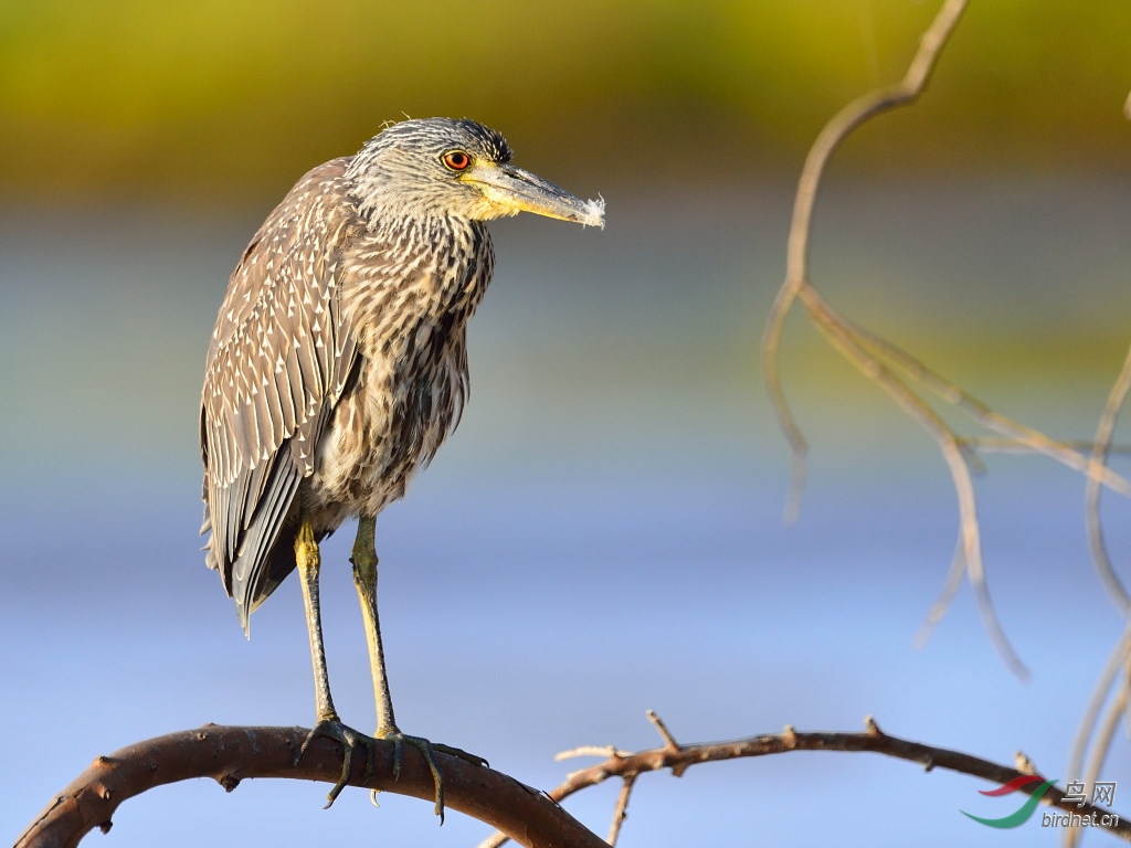 暗纹夜鹭幼鸟