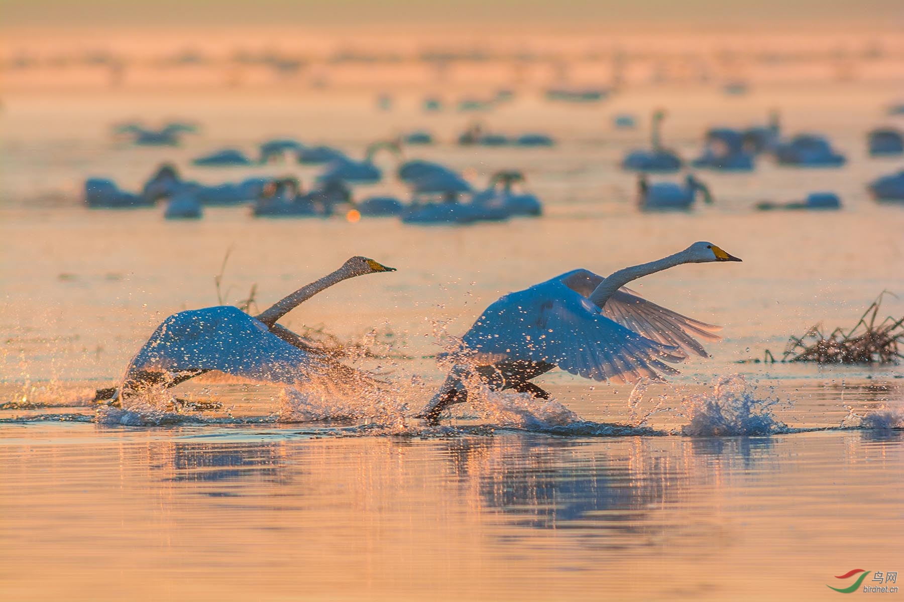 [水鸟] 朝阳下----- 大天鹅踏上迁徙的征程