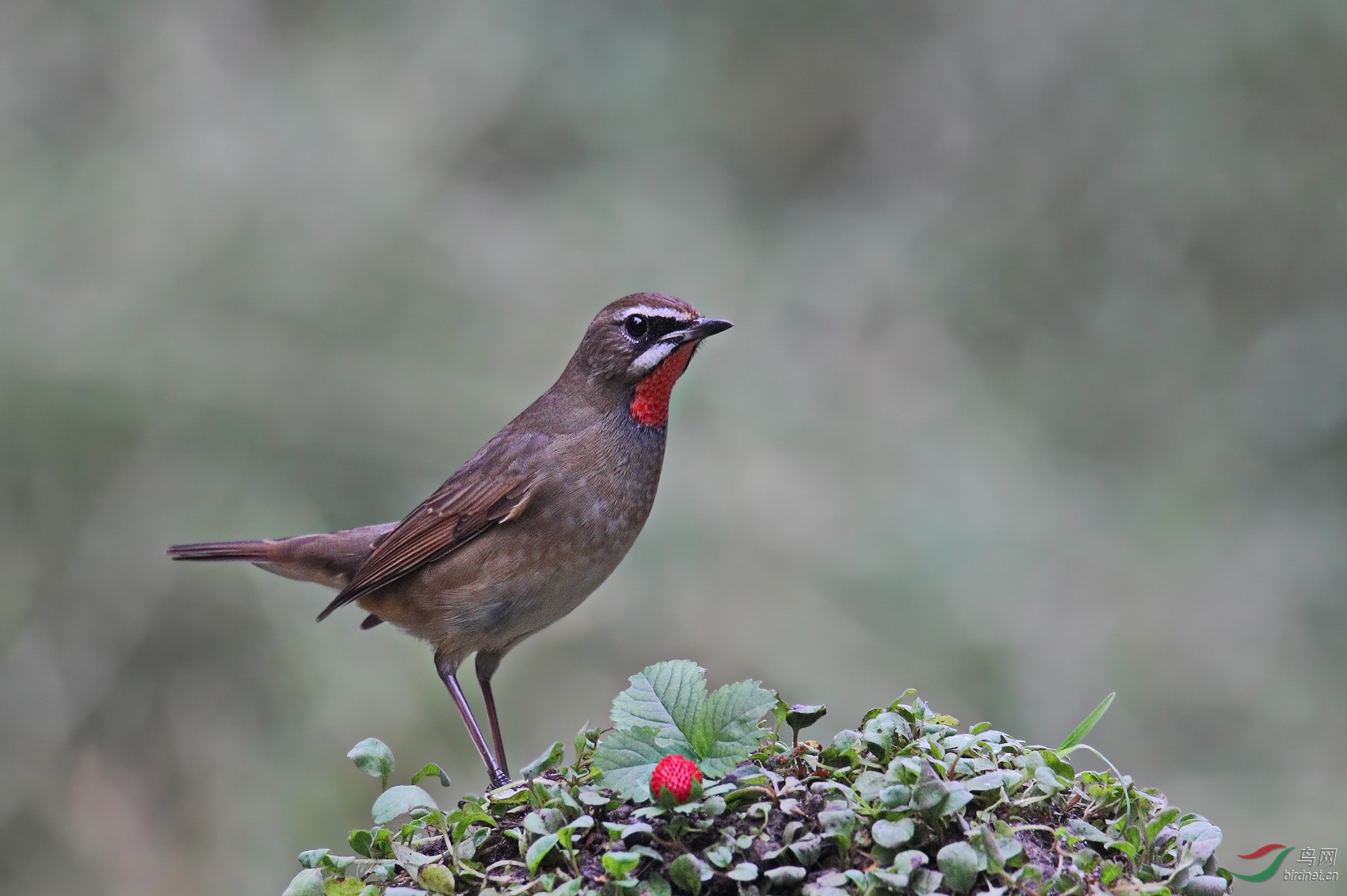 英俊小生——红点颏