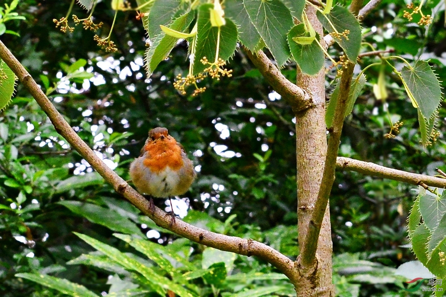 在伦敦海德公园拍英国国鸟欧亚鸲(红胸鸲)