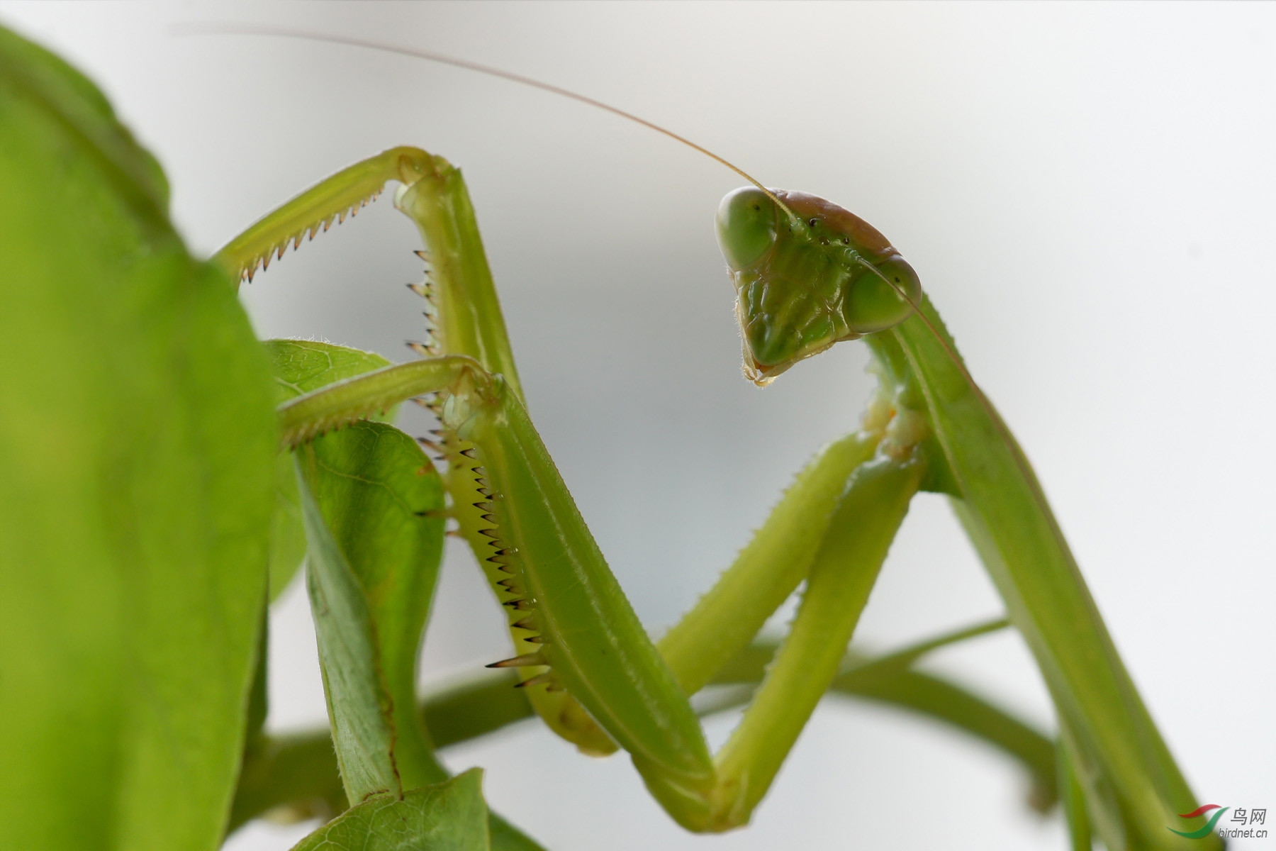 螳螂半身像及头部放大