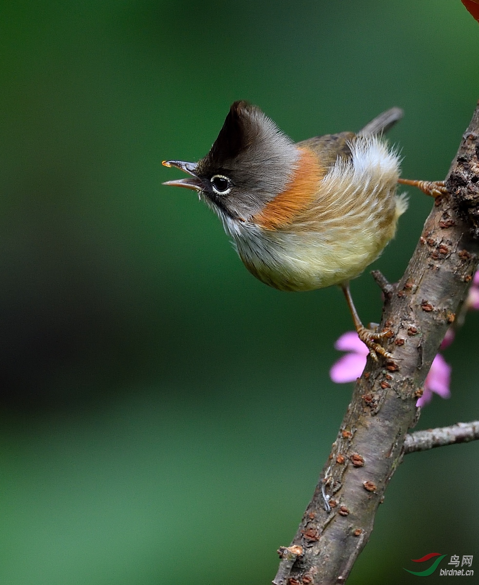 《黄颈凤鹛》中秋快乐!