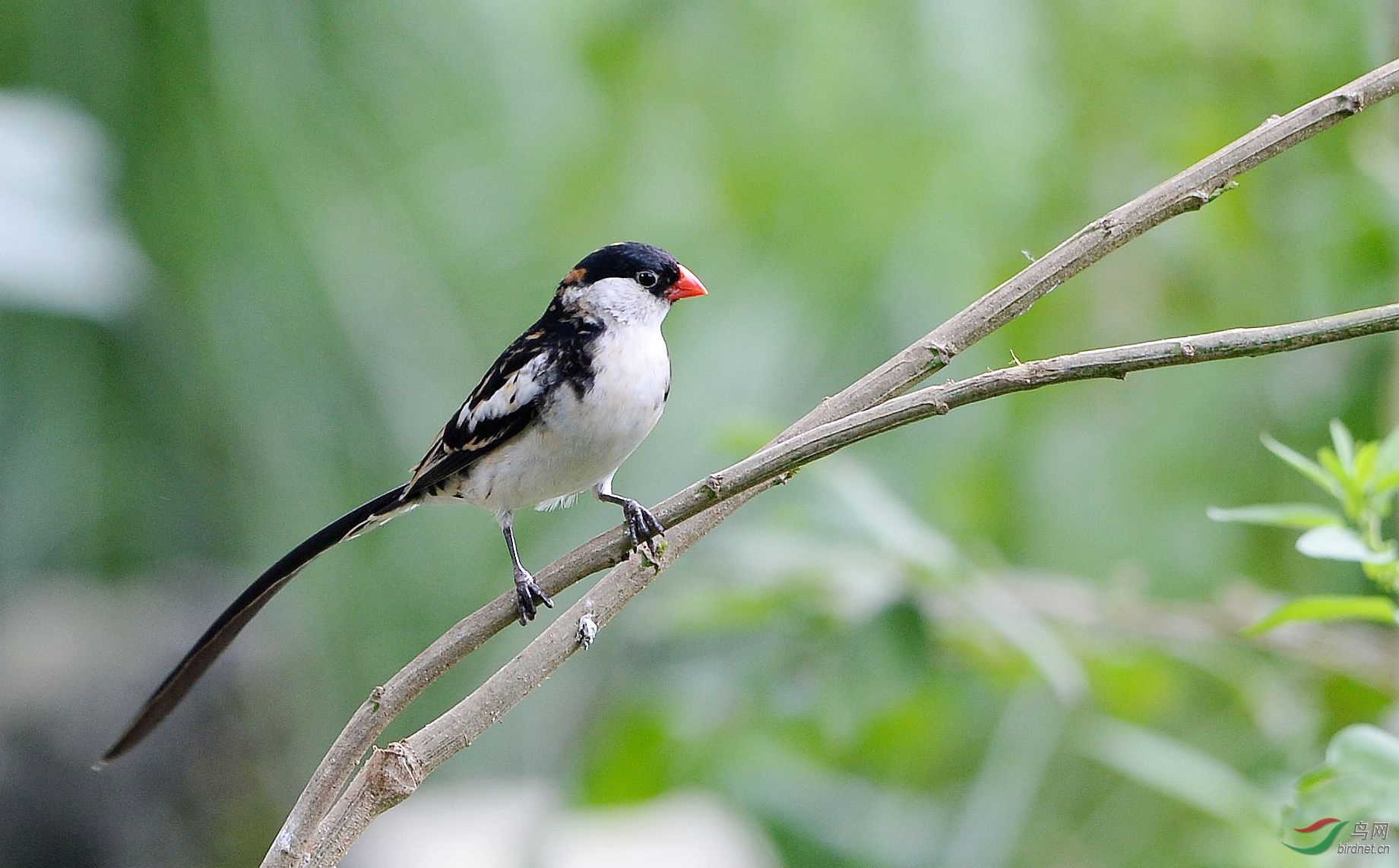 针尾维达雀:祝北京版各位老师中秋节快乐!