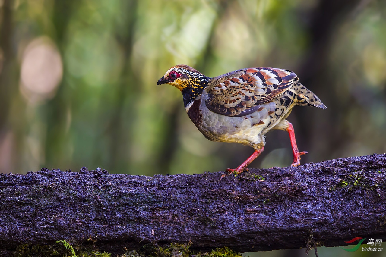 (白眉山鹧鸪)中秋快乐!(祝贺荣获每日精华)