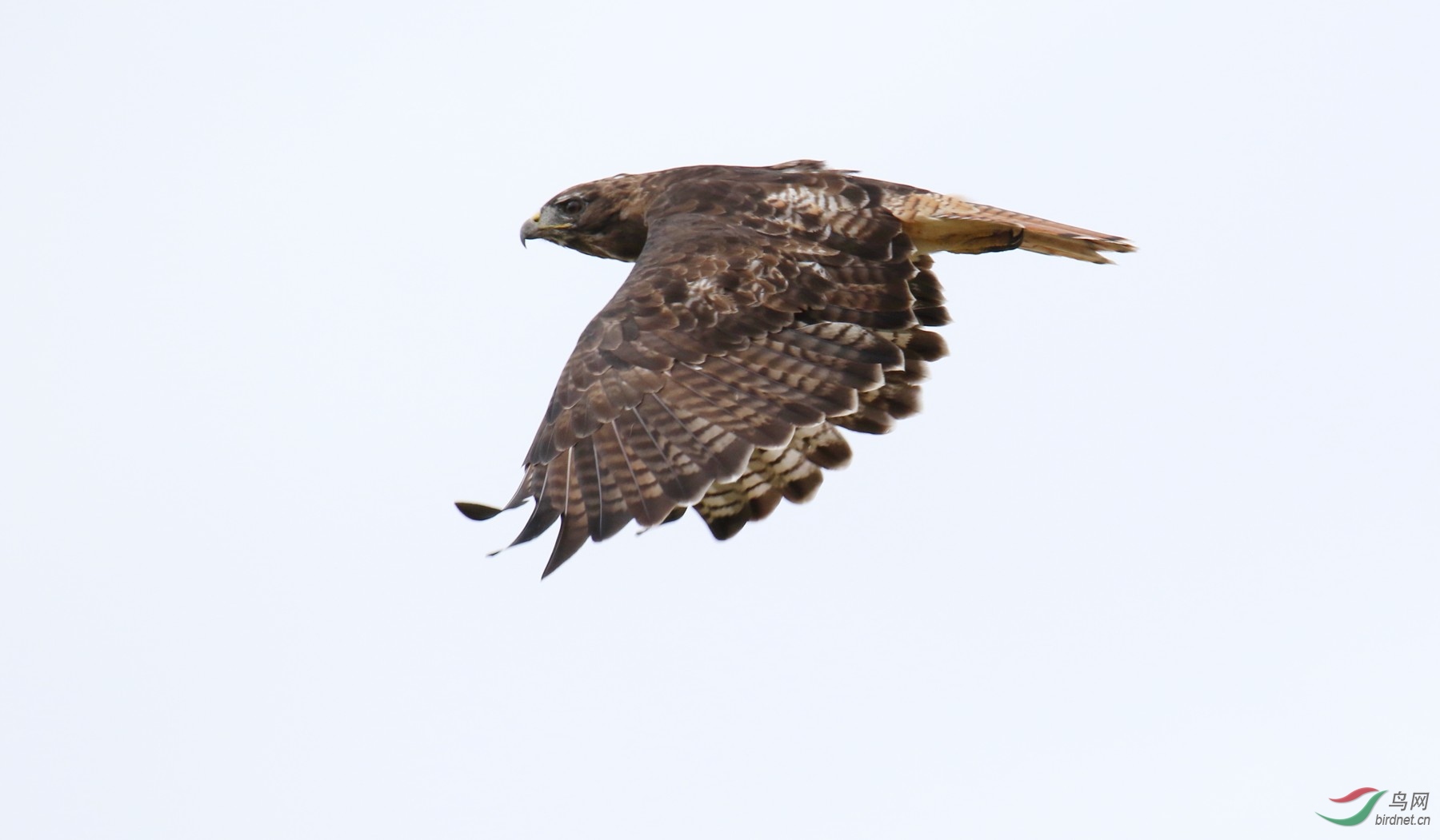 red-tailed hawk