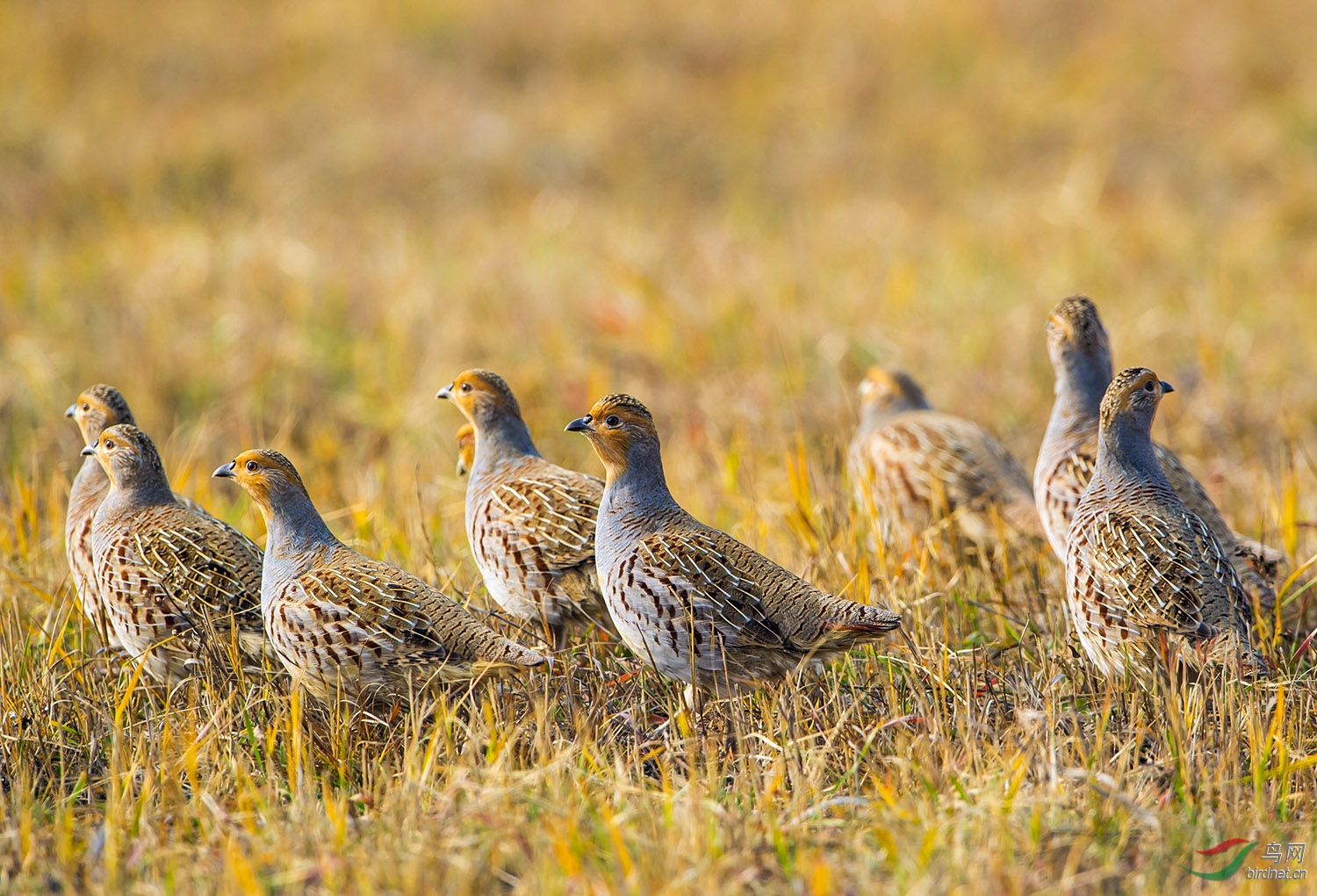 斑翅山鹑一群斑翅山鹑