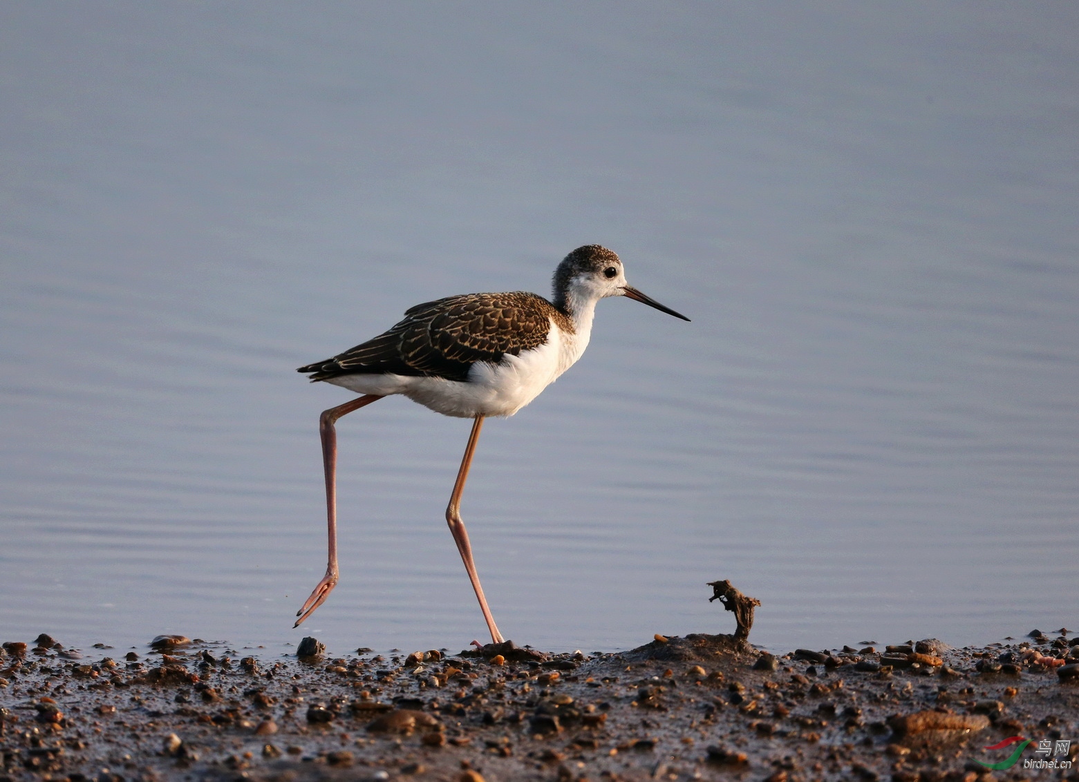 款款走去的长脚鹬小mm